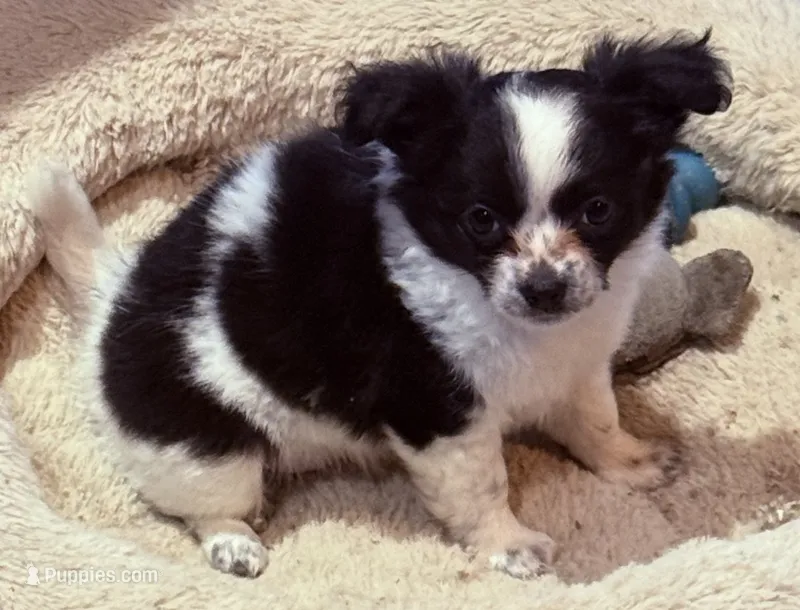 Bessie – Chihuahua puppy for sale in Gray, GA