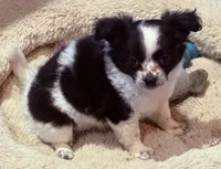 Bessie, a female Chihuahua for sale in Gray, GA – 1 of 4