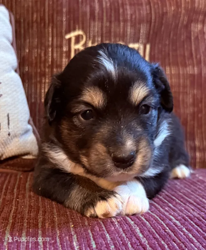 Danny – Australian Shepherd puppy for sale in Gray, GA