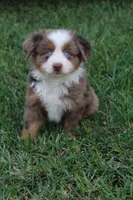 Stetson , a male Australian Shepherd for sale in Gray, GA – 10 of 10