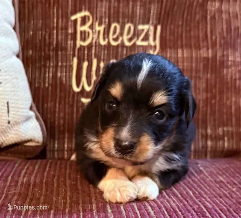 Dean – Australian Shepherd puppy for sale in Gray, GA