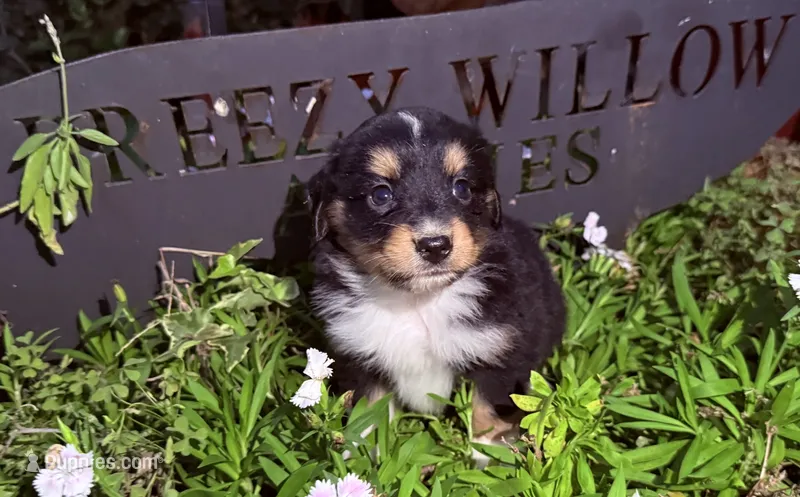 Dean – Australian Shepherd puppy for sale in Gray, GA