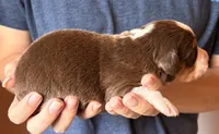 Sadie, a female Australian Shepherd for sale in Gray, GA – 3 of 5