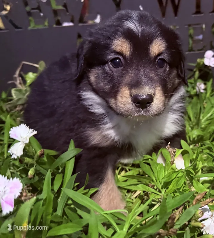 Danny – Australian Shepherd puppy for sale in Gray, GA