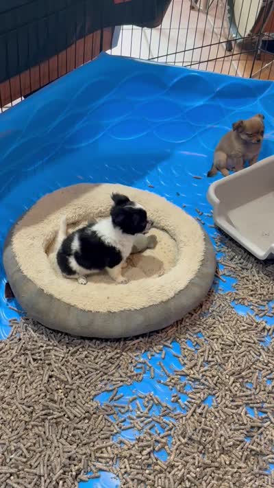 Bessie, a female Chihuahua for sale in Gray, GA – 4 of 4