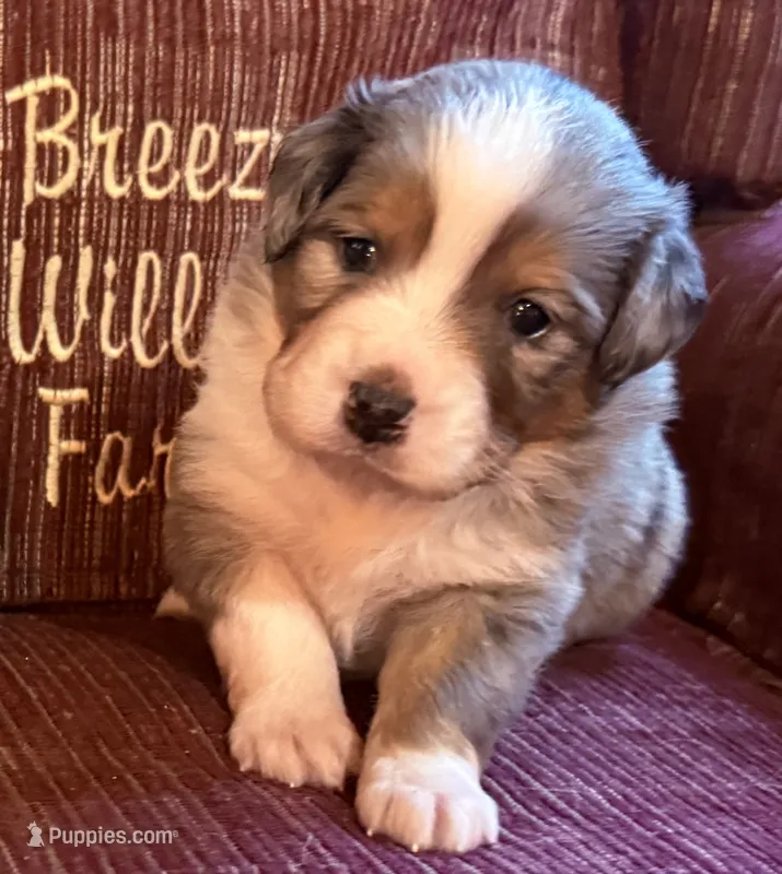 Sawyer – Australian Shepherd puppy for sale in Gray, GA