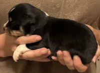 Penny, a female Australian Shepherd for sale in Gray, GA – 4 of 5
