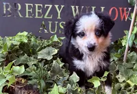 Sandy , a female Australian Shepherd for sale in Gray, GA – 4 of 10