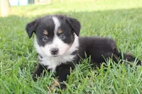 Sofia, a female Australian Shepherd for sale in Gray, GA – 4 of 10