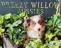 Stetson , a male Australian Shepherd for sale in Gray, GA – 2 of 10
