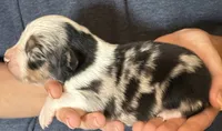 Drake, a male Australian Shepherd for sale in Gray, GA – 2 of 5