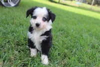 Sandy , a female Australian Shepherd for sale in Gray, GA – 9 of 10