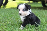 Sandy , a female Australian Shepherd for sale in Gray, GA – 7 of 10