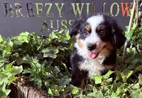 Stella, a female Australian Shepherd for sale in Gray, GA – 7 of 10