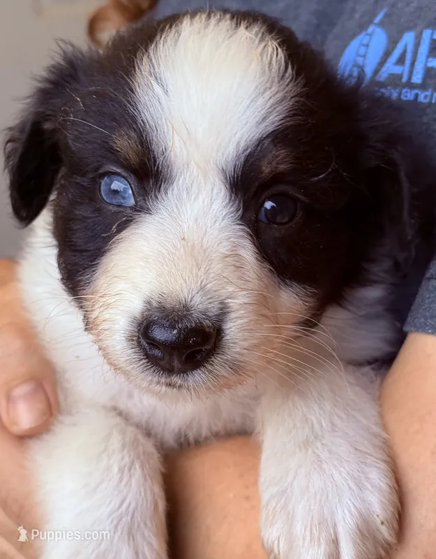Luke – Australian Shepherd puppy for sale in Gray, GA