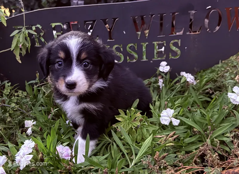 Daisy – Australian Shepherd puppy for sale in Gray, GA