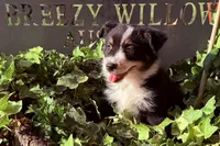 Sofia, a female Australian Shepherd for sale in Gray, GA – 6 of 10