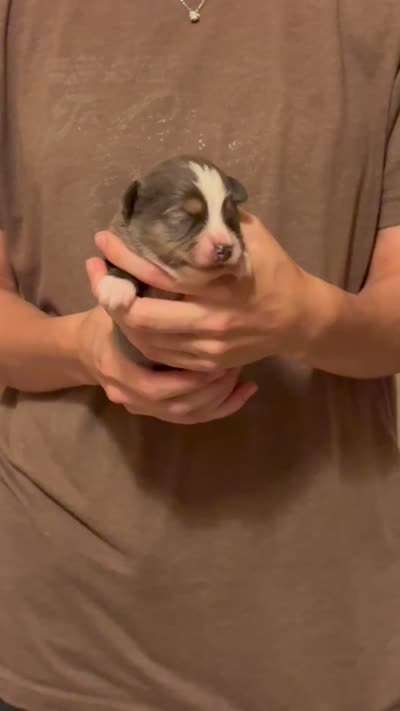 Paul, a male Australian Shepherd for sale in Gray, GA – 5 of 5