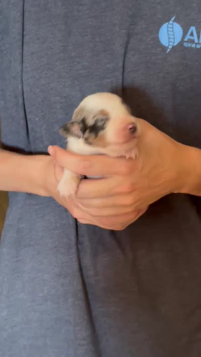 Drake, a male Australian Shepherd for sale in Gray, GA – 5 of 5