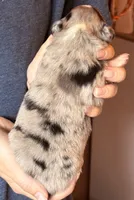 Simon, a male Australian Shepherd for sale in Gray, GA – 2 of 5