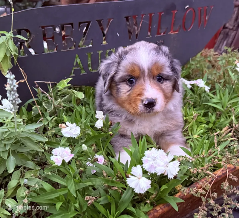 Simon – Australian Shepherd puppy for sale in Gray, GA