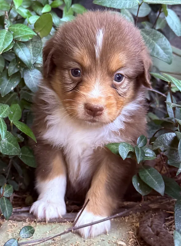 Dorothy – Australian Shepherd puppy for sale in Gray, GA