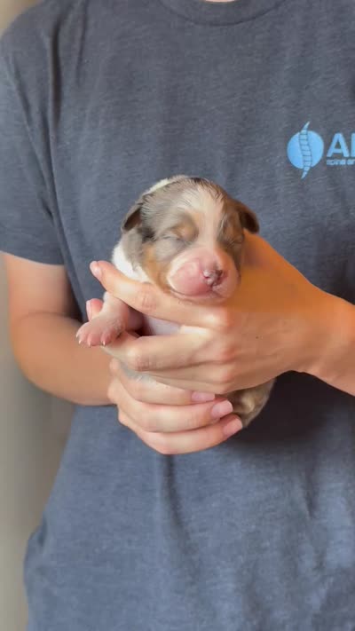 Sawyer, a male Australian Shepherd for sale in Gray, GA – 5 of 5