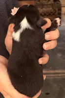 Danny, a male Australian Shepherd for sale in Gray, GA – 2 of 5