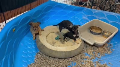 Jackie , a female Chihuahua for sale in Gray, GA – 3 of 6