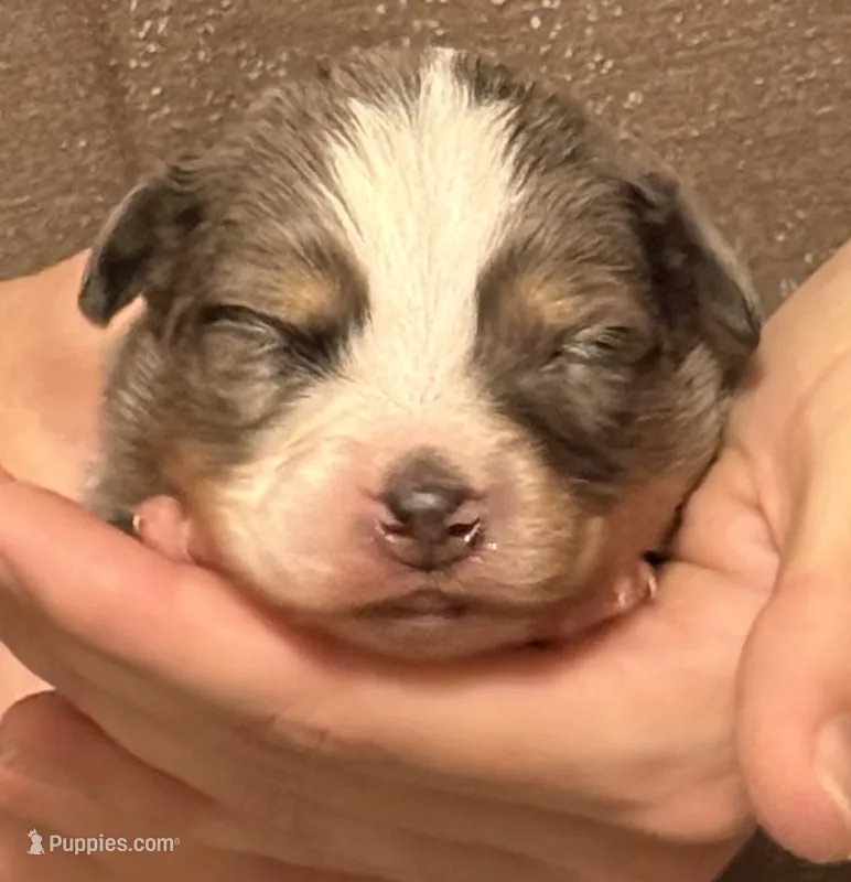 Peter – Australian Shepherd puppy for sale in Gray, GA