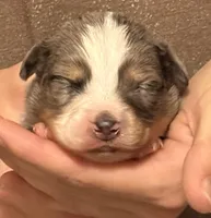 Peter, a male Australian Shepherd for sale in Gray, GA – 1 of 5