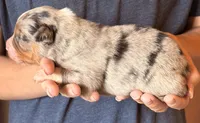 Simon, a male Australian Shepherd for sale in Gray, GA – 3 of 5