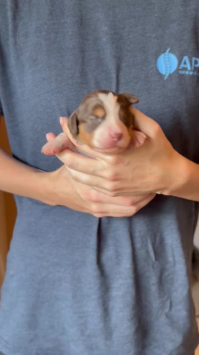 Sadie, a female Australian Shepherd for sale in Gray, GA – 5 of 5