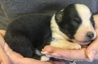 Luke, a male Australian Shepherd for sale in Gray, GA – 5 of 7