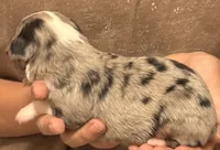 Perry, a male Australian Shepherd for sale in Gray, GA – 3 of 5