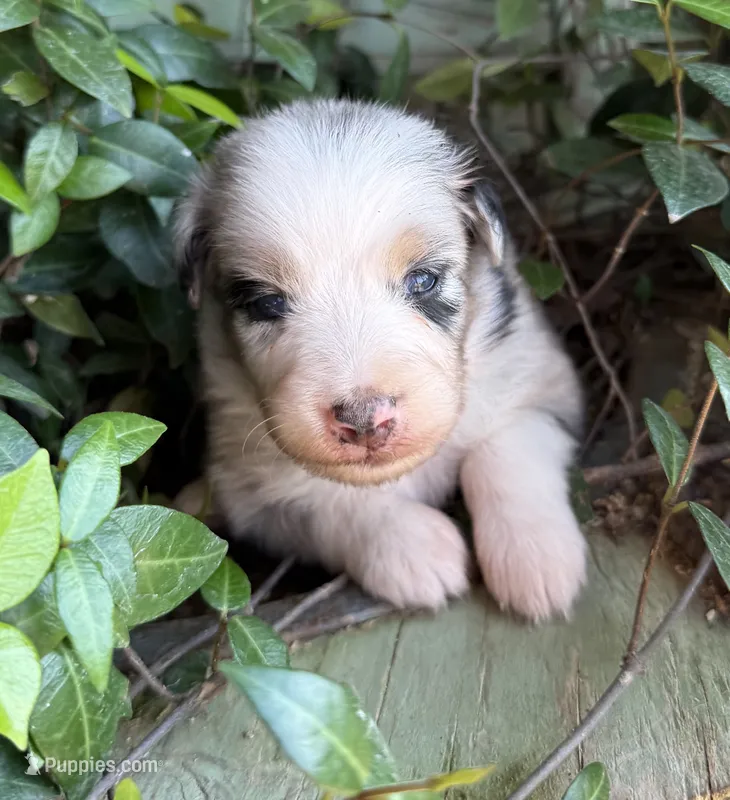 Logan – Australian Shepherd puppy for sale in Gray, GA