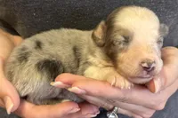 Lenny, a male Australian Shepherd for sale in Gray, GA – 6 of 7