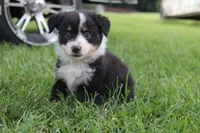 Sofia, a female Australian Shepherd for sale in Gray, GA – 3 of 10