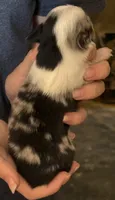 Drake, a male Australian Shepherd for sale in Gray, GA – 3 of 5