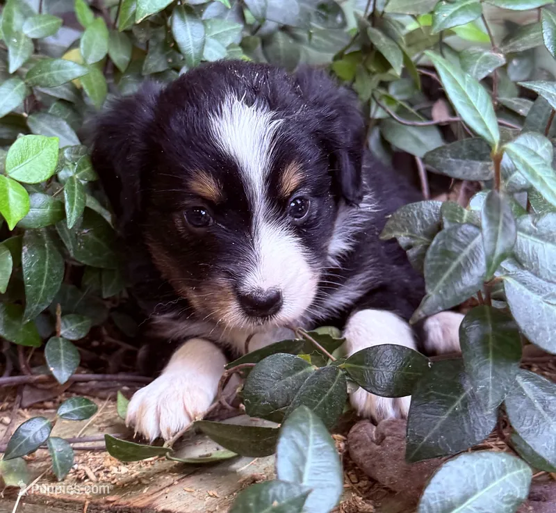 Daisy – Australian Shepherd puppy for sale in Gray, GA