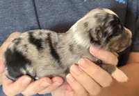 Donny, a male Australian Shepherd for sale in Gray, GA – 4 of 5