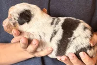 Samson , a male Australian Shepherd for sale in Gray, GA – 4 of 5