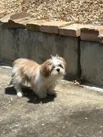 Browny, a male Shih Tzu for sale in Marietta, GA – Photo 3 of 5