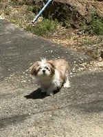 Browny, a male Shih Tzu for sale in Marietta, GA – Photo 5 of 5