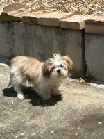 Browny, a male Shih Tzu for sale in Marietta, GA – Photo 2 of 5