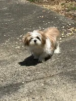 Browny, a male Shih Tzu for sale in Marietta, GA – Photo 4 of 5