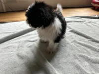 Oreo, a male Shih Tzu for sale in Marietta, GA – Photo 4 of 4