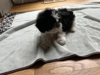 Oreo, a male Shih Tzu for sale in Marietta, GA – Photo 3 of 4