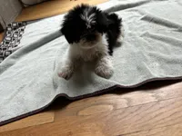 Oreo, a male Shih Tzu for sale in Marietta, GA – Photo 2 of 4