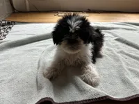 Oreo, a male Shih Tzu for sale in Marietta, GA – Photo 1 of 4